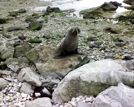 Image of Antipodean Fur Seal