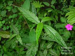 Image of Achyranthes longifolia (Makino) Makino