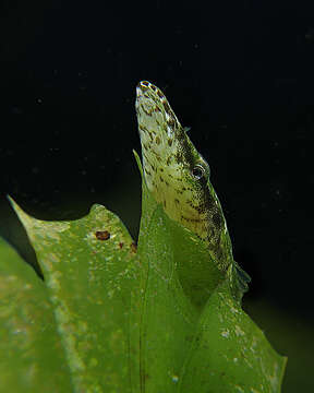 Image of Spade-nose clingfish