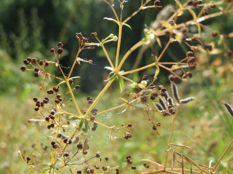 Plancia ëd Galium mollugo L.