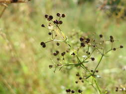 Image of White bedstraw