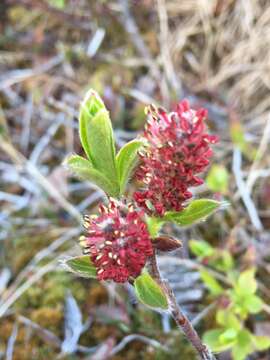 Image of myrtle willow