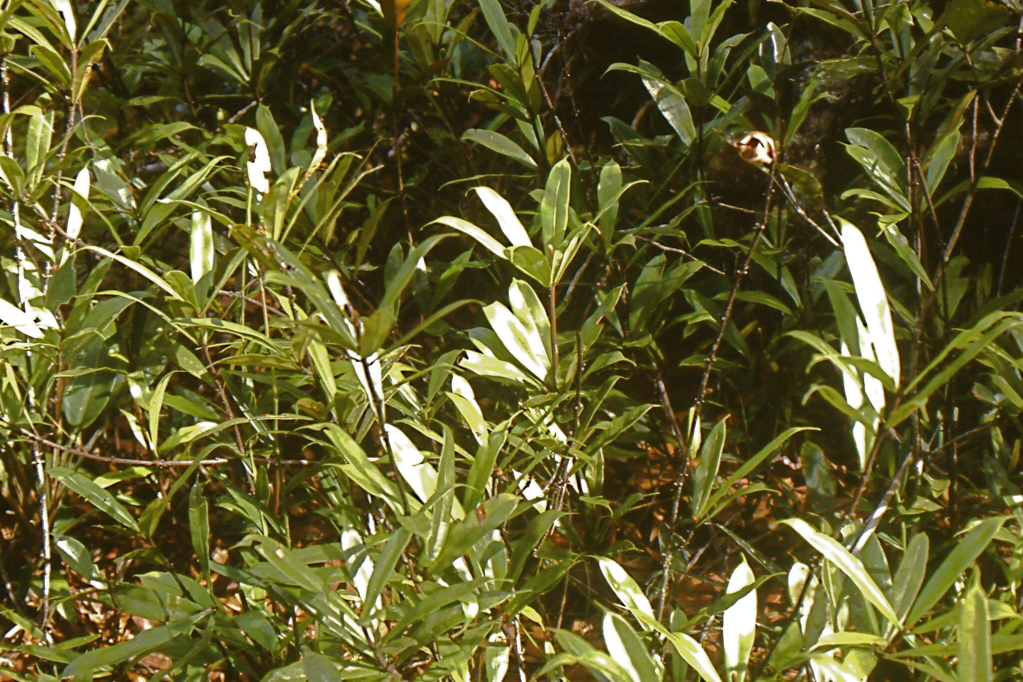Image of Oleandra neriiformis Cav.