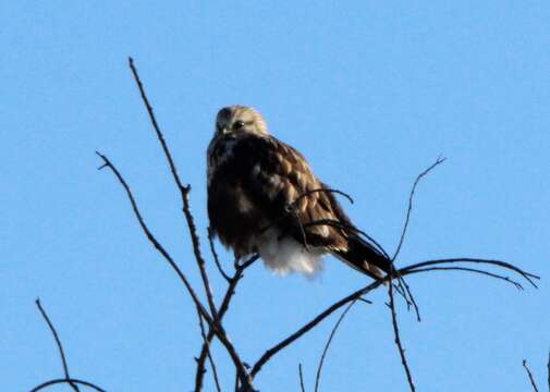 Image of Buteo lagopus sanctijohannis (Gmelin & JF 1788)