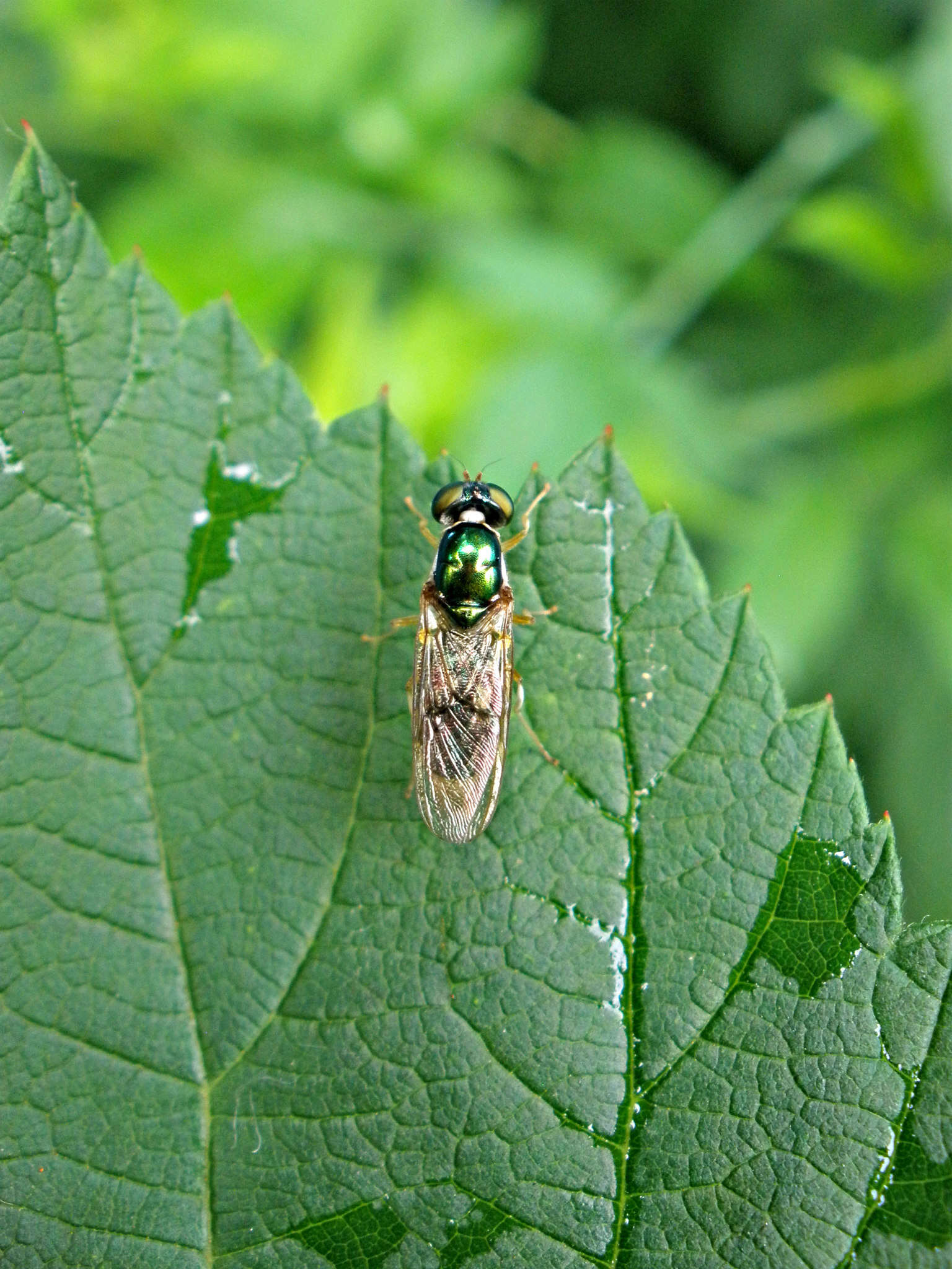 Plancia ëd Cephalochrysa nigricornis (Loew 1866)