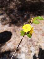 Image of Hugonia longipes H. Perrier