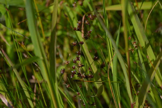 Image of Jointed Rush