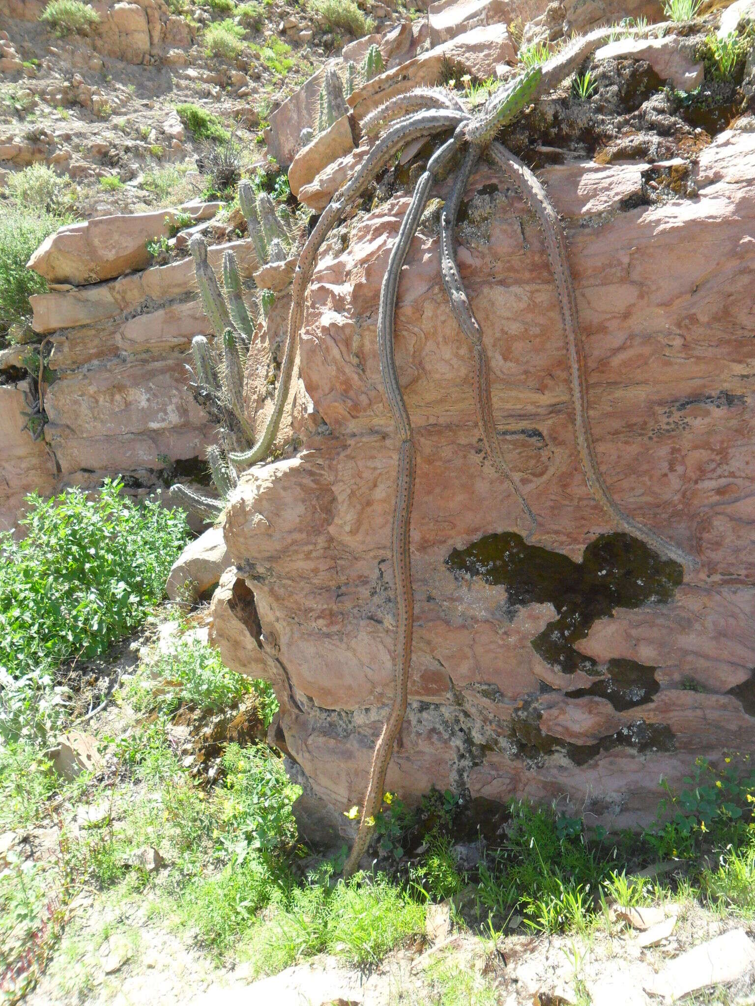 Corryocactus aureus (F. A. C. Weber) Hutchison resmi