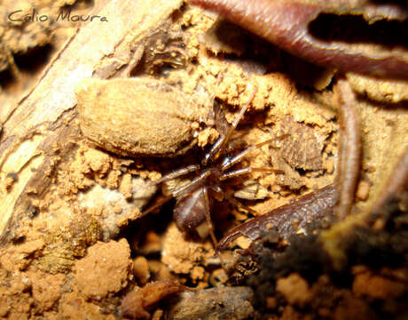 Image of Antmimic spider