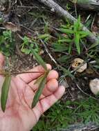 Image of slender snakecotton