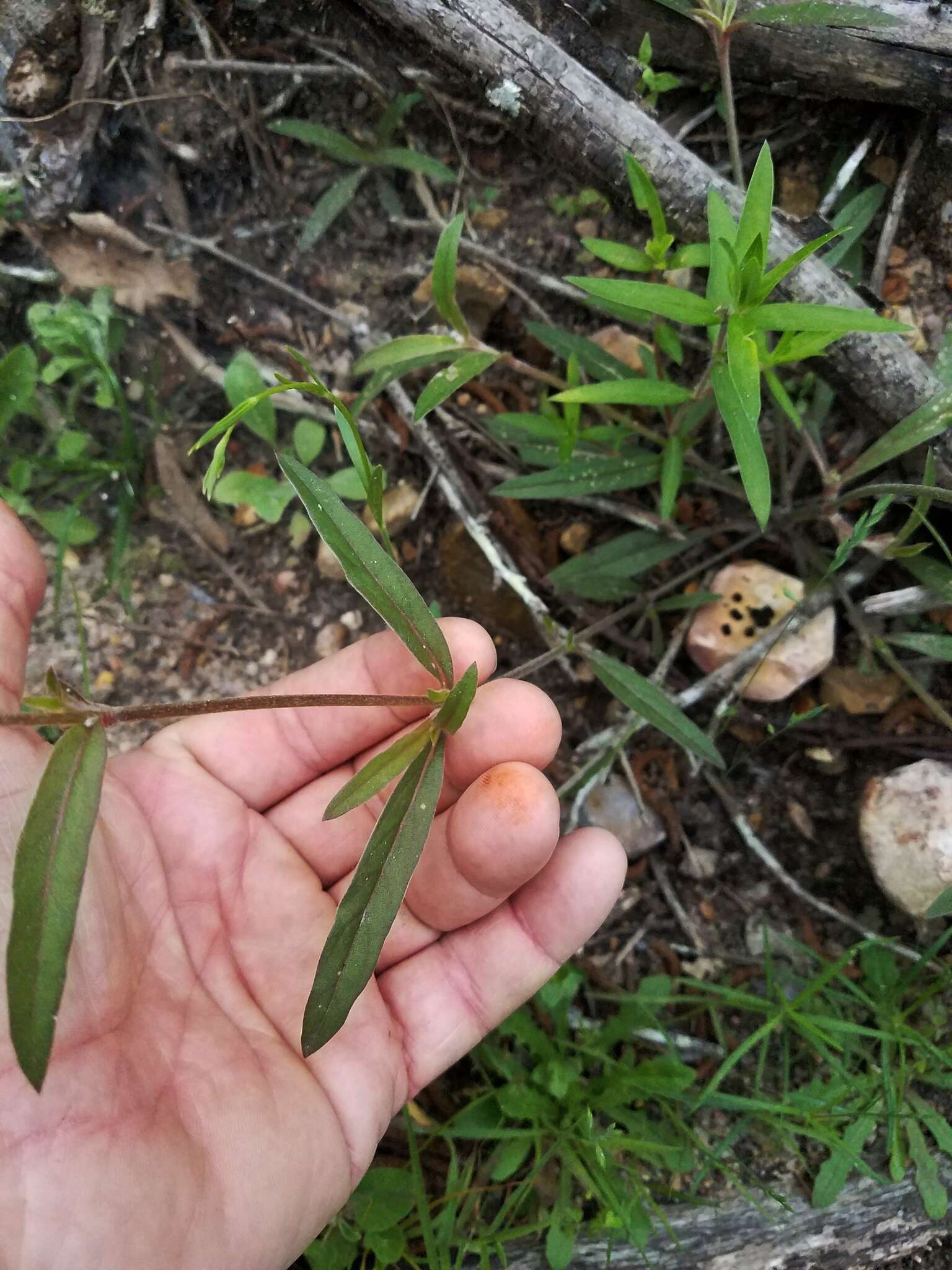 Imagem de Froelichia gracilis (Hook.) Moq.