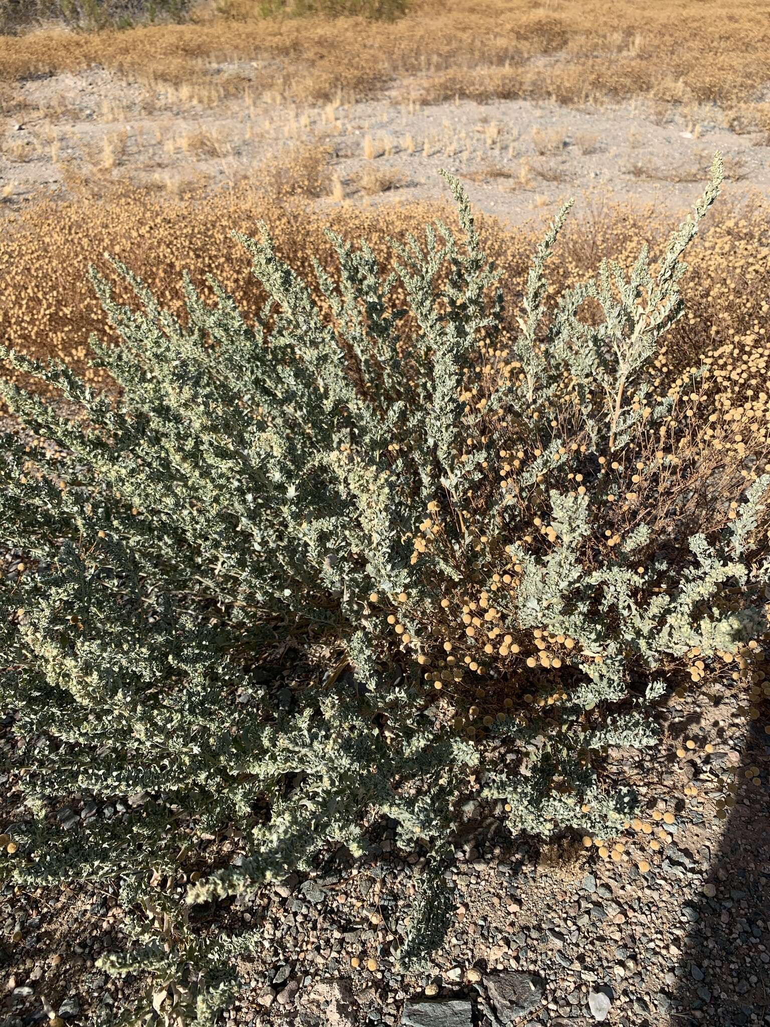 Image of wheelscale saltbush