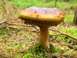 Image of Cep