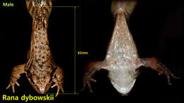 Image of Dybowski's frog