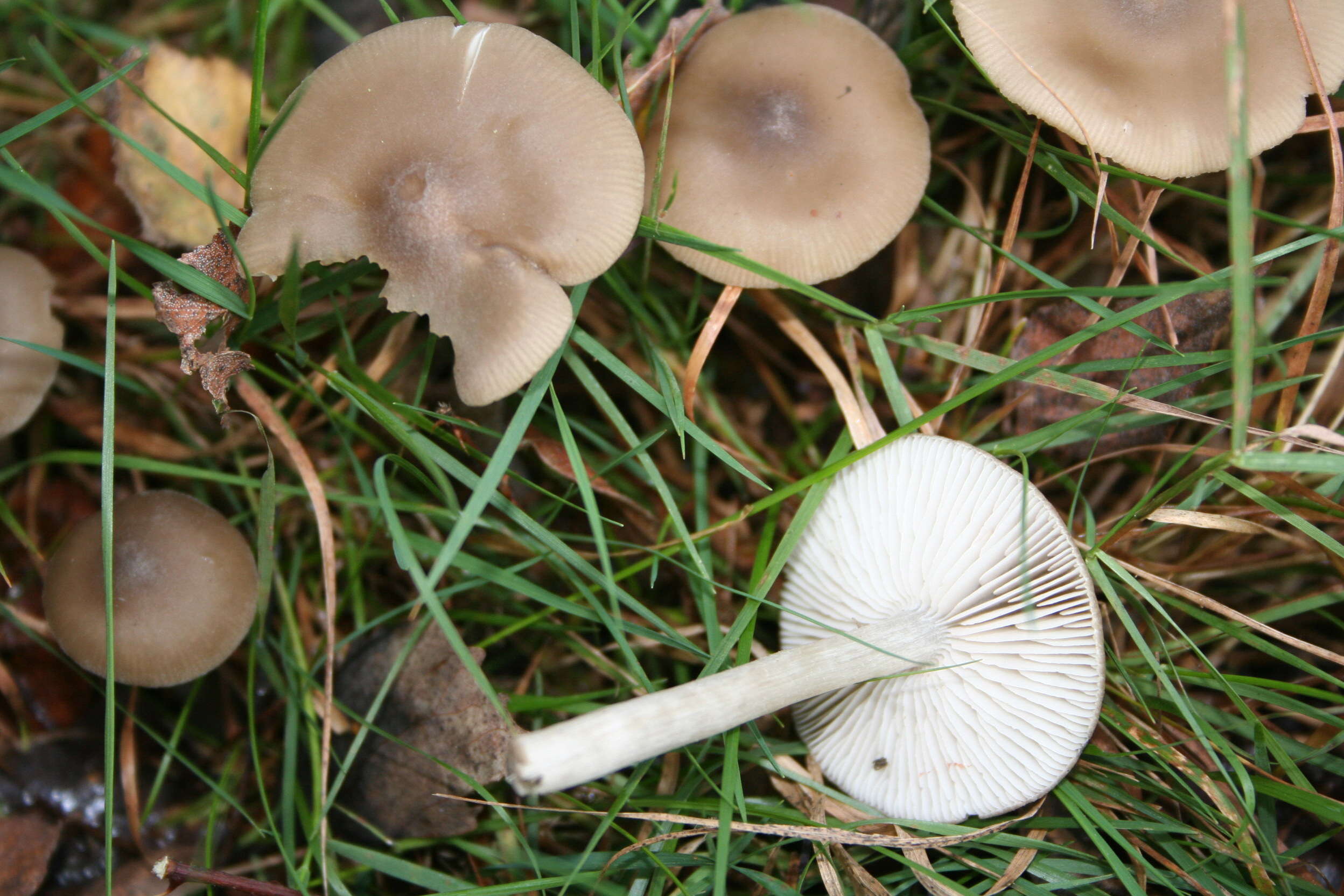 Image of Entoloma