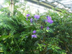 Image de Brunfelsia