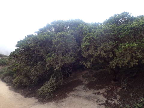 Image of Montara manzanita