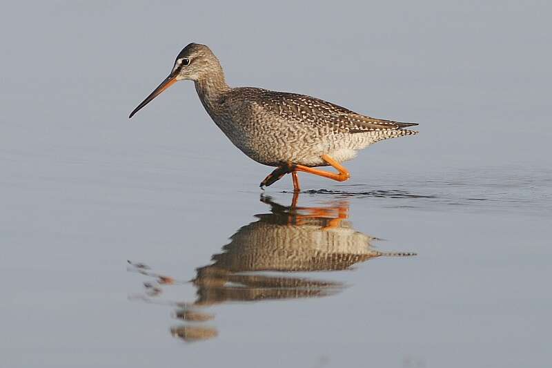 Image of Spotted Redshank