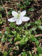 Image of Piper's Windflower