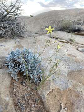 Image of sprucemont flax