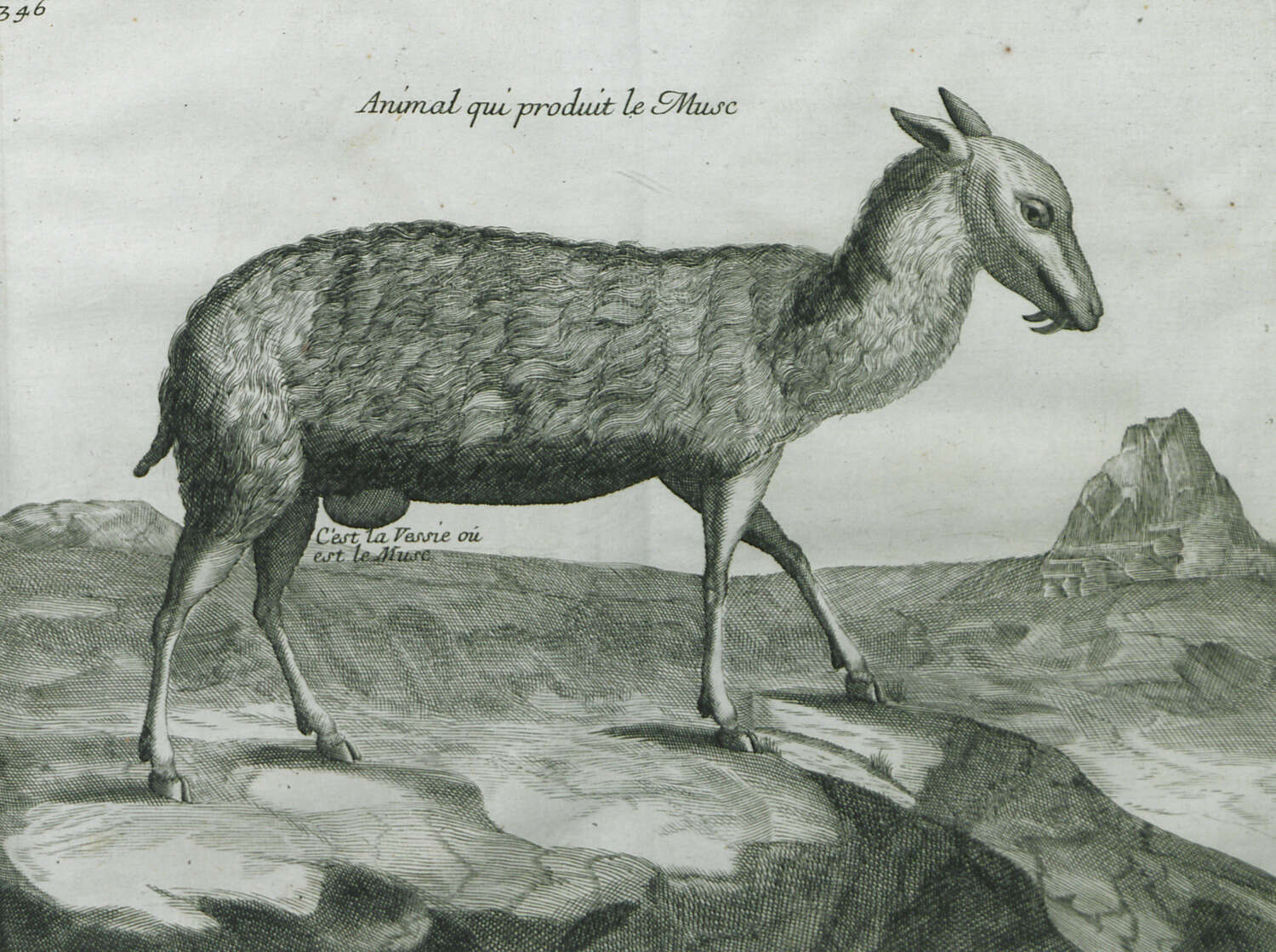 Image de Moschus Linnaeus 1758