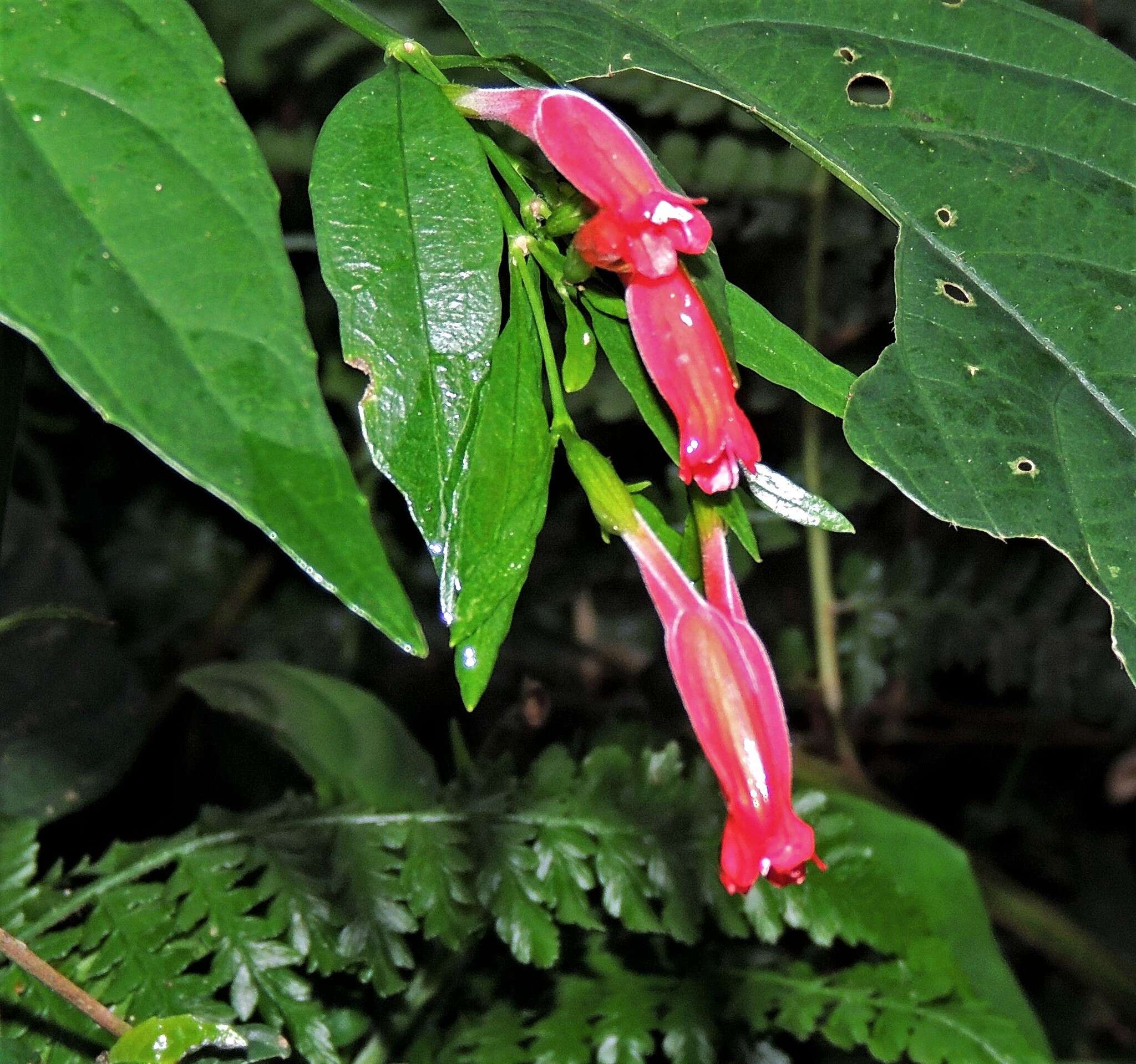 Image of Ruellia angustiflora (Nees) Lindau