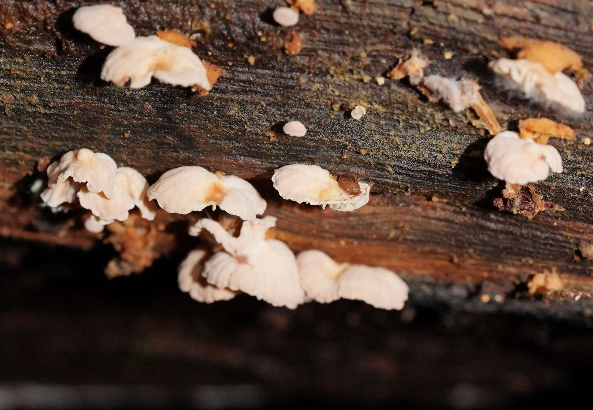 Plancia ëd Marasmiellus affixus (Berk.) Singer 1973