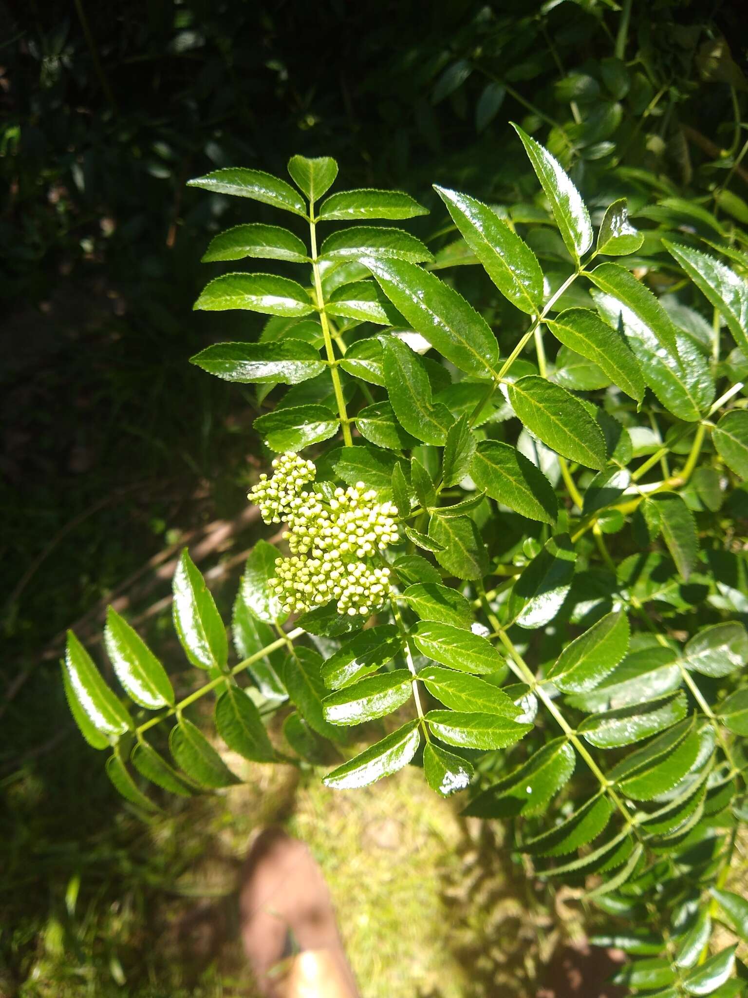 Image of Sambucus australis Cham. & Schltdl.