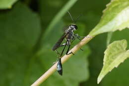 Image de Ammophila W. Kirby 1798