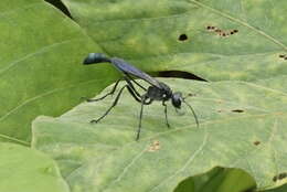 Image de Ammophila W. Kirby 1798