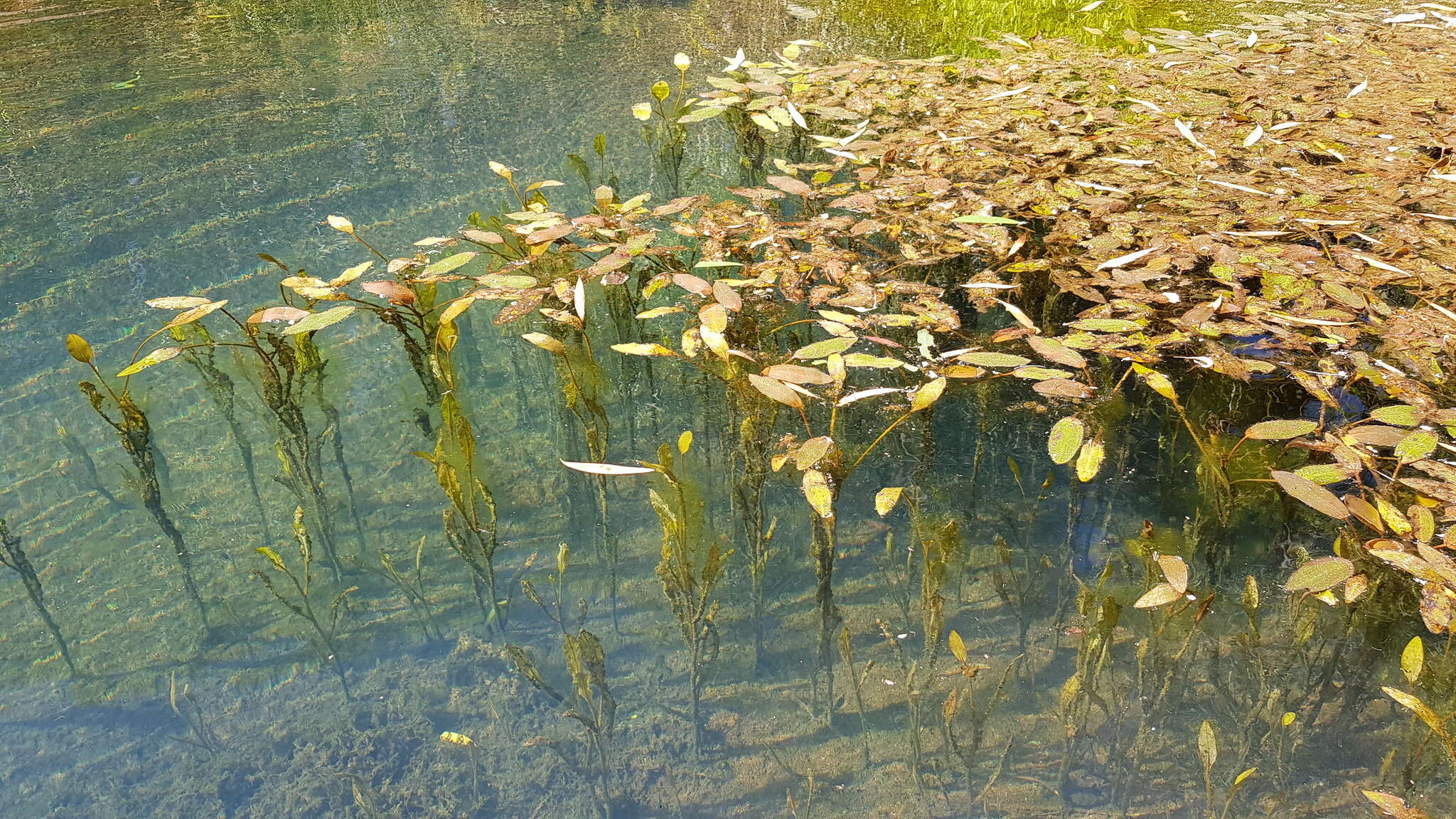 صورة Potamogeton tepperi A. Benn.