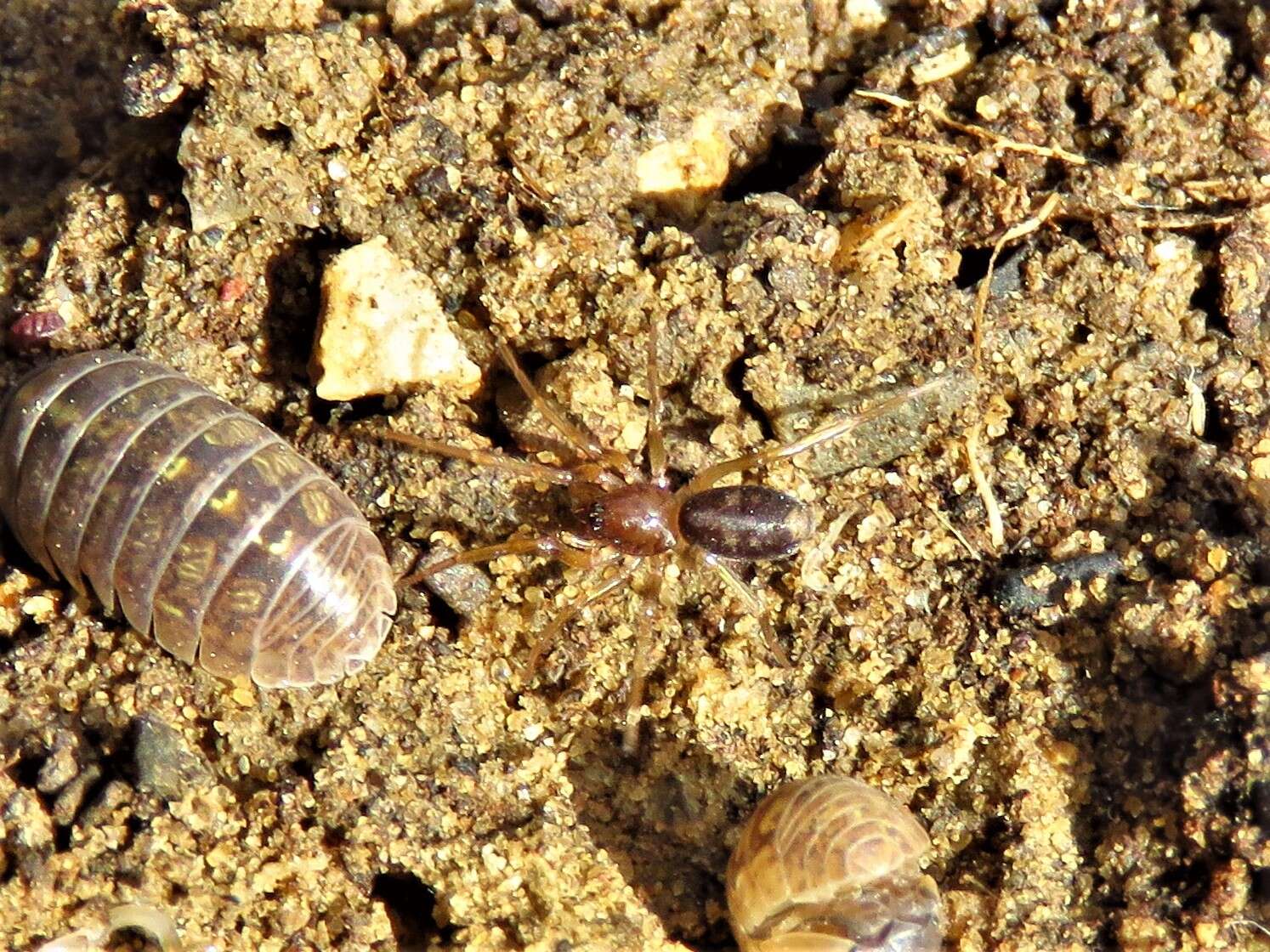 Image of Antmimic spider