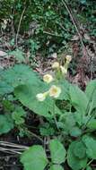 Image of oxlip