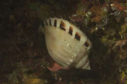 Image of Agate Helmet