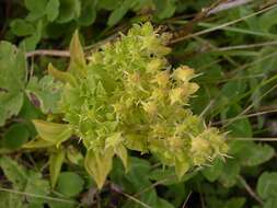 Image of Halenia corniculata (L.) Cornaz