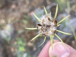 Sivun Hibiscus ribifolius A. Gray kuva