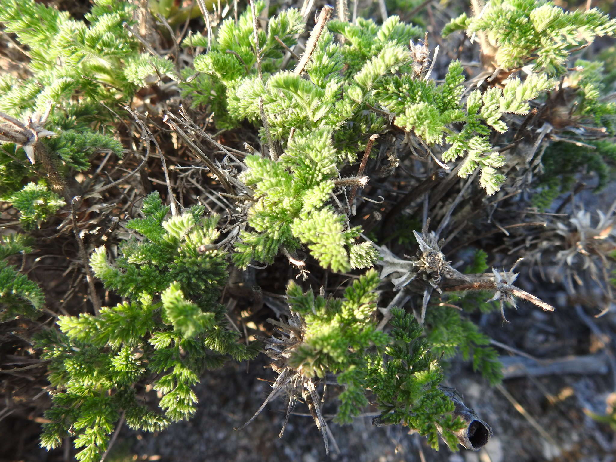 Image of Pelargonium hirtum (Burm. fil.) Jacq.