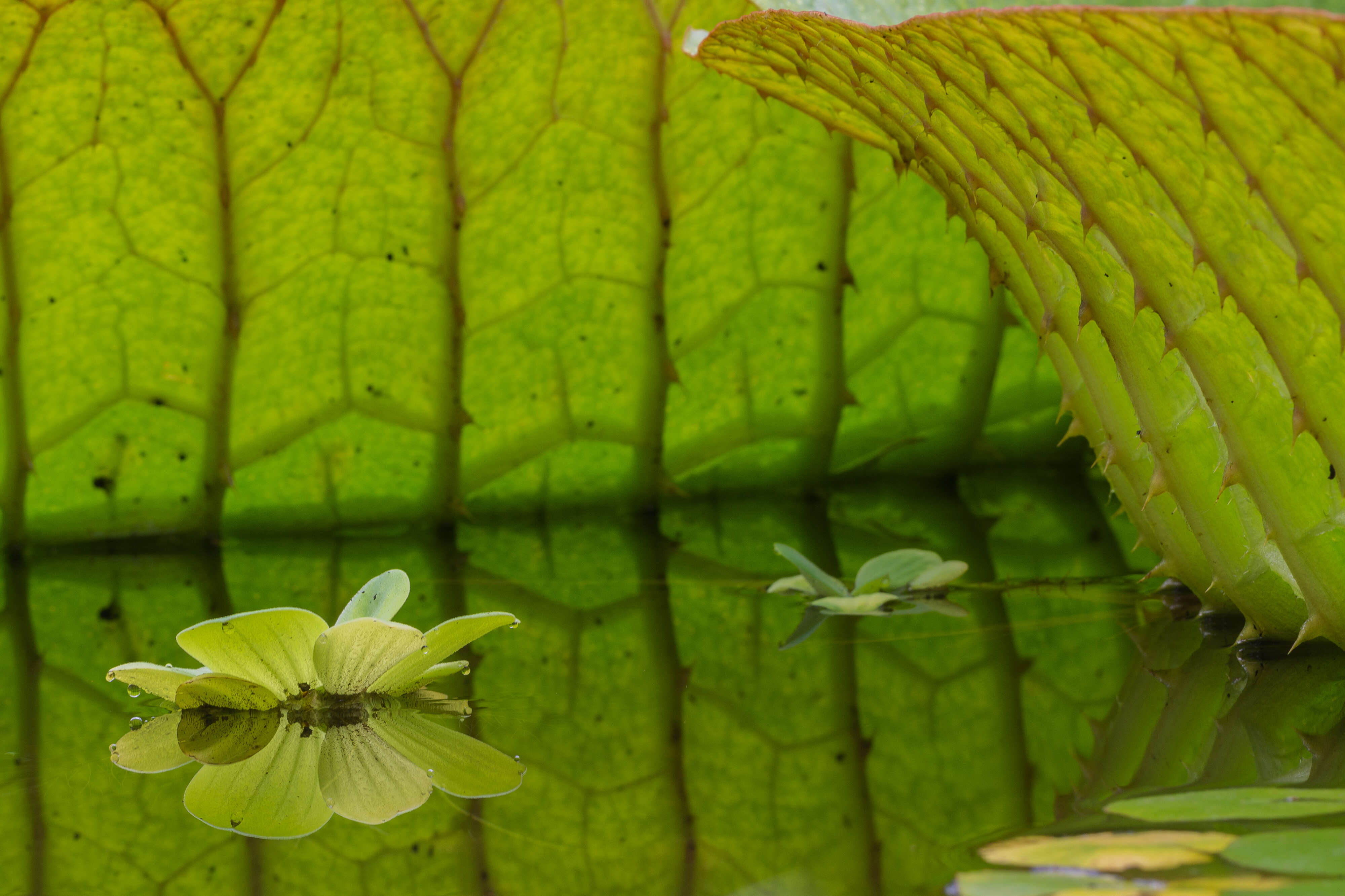 Image of pistia