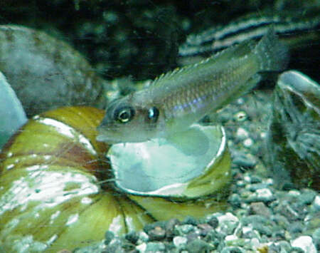 Lamprologus ocellatus (Steindachner 1909) resmi