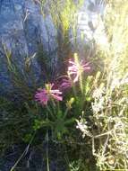 Image of Erica abietina subsp. atrorosea E. G. H. Oliv. & I. M. Oliv.