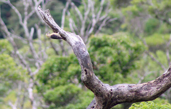 Image of Hoffmann's Woodpecker