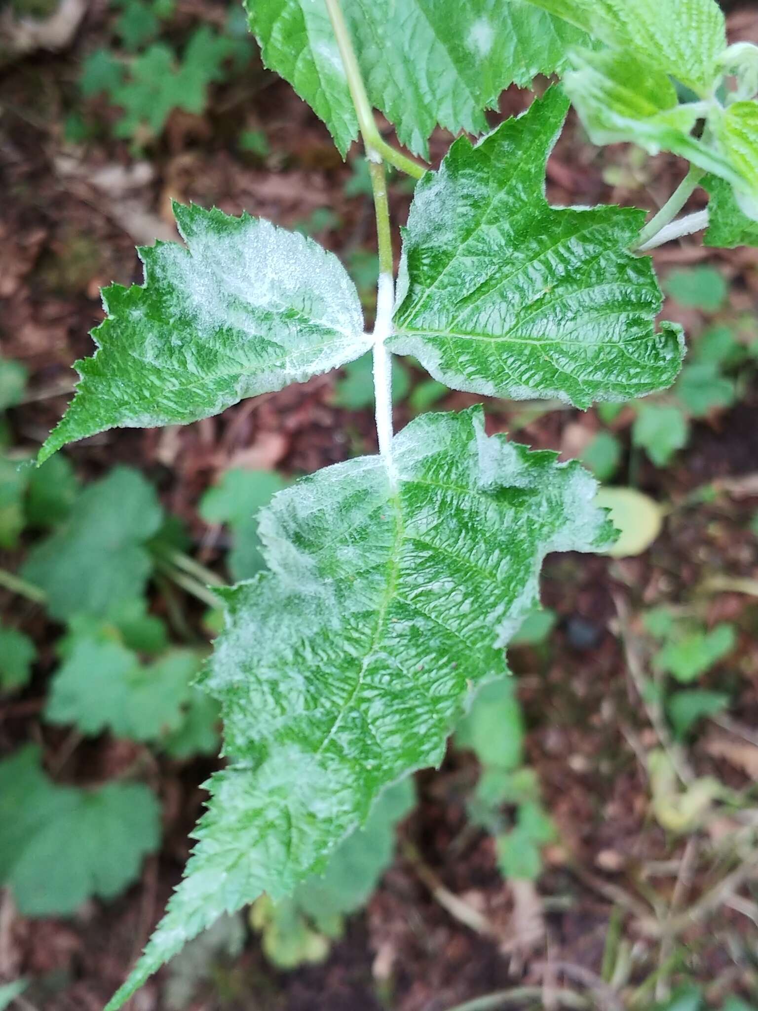 Image of Powdery mildew