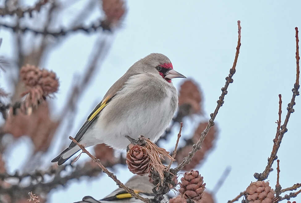 Imagem de Carduelis carduelis paropanisi Kollibay 1910