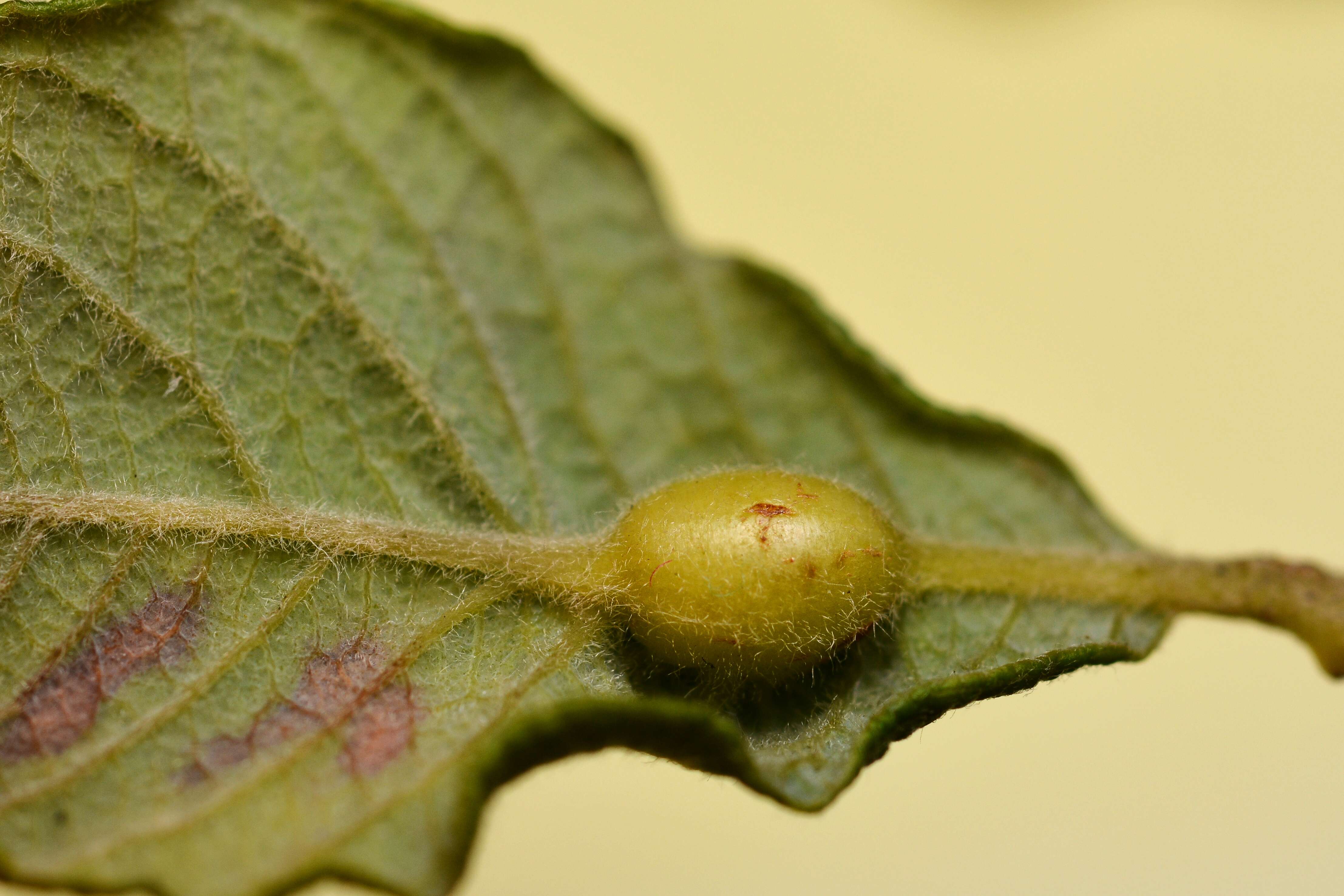 Image of Rabdophaga nervorum (Kieffer 1895)