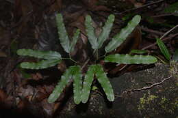 Image of Lygodium volubile Sw.
