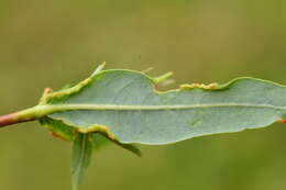 Image of Aculus truncatus