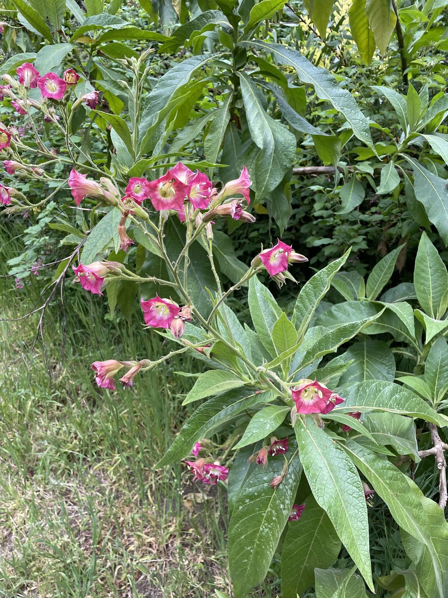 Image of tobacco