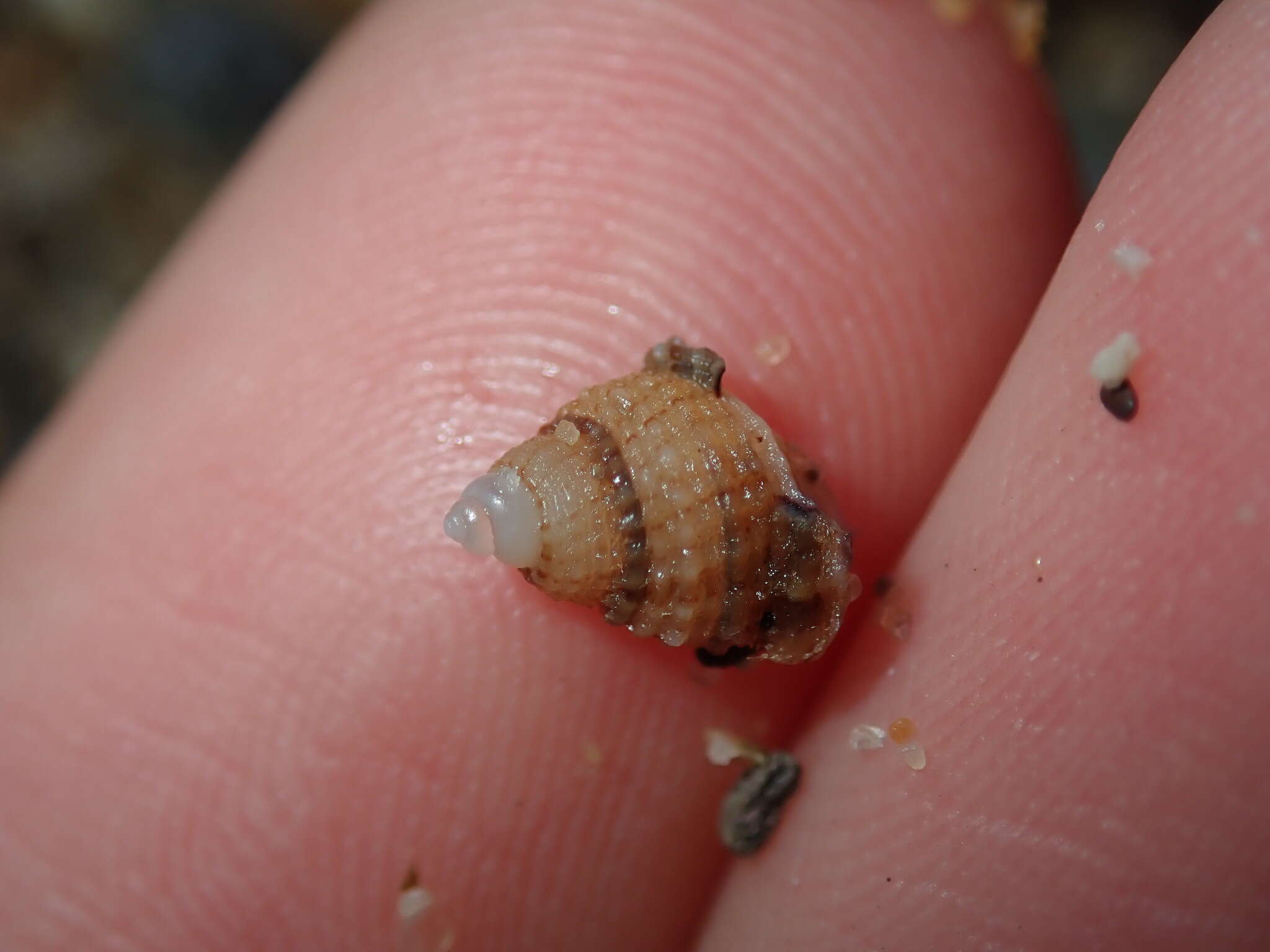 صورة Nassarius albescens (Dunker 1846)