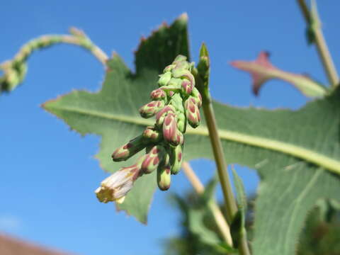 Image of prickly lettuce