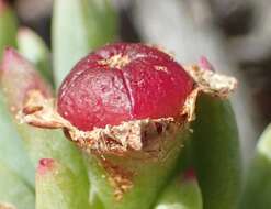 Image of Lampranthus salicola (L. Bol.) L. Bol.